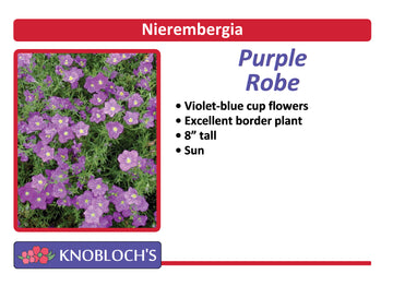 Nierembergia - Purple Robe (3 pk)