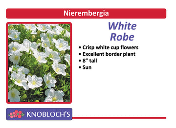 Nierembergia - White Robe (3 pk)