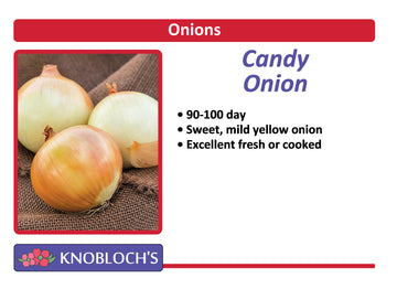 Onion - Candy