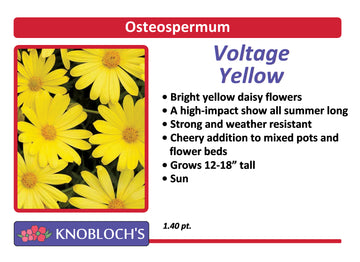 Osteo - Voltage Yellow