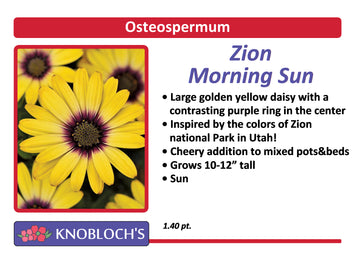 Osteo - Zion Morning Sun