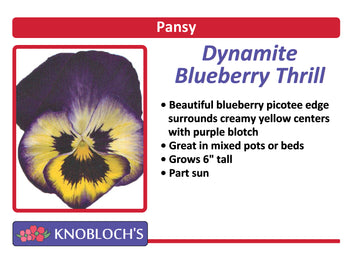 Pansy - Blueberry Thrill