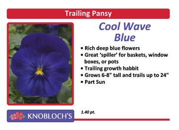 Pansy Trailing - Cool Wave Blue