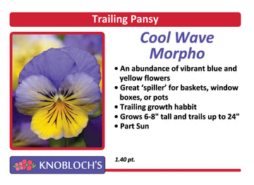 Pansy Trailing - Cool Wave Morpho