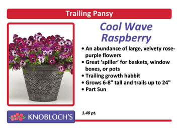 Pansy Trailing - Cool Wave Raspberry