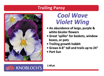 Pansy Trailing - Cool Wave Violet Wing