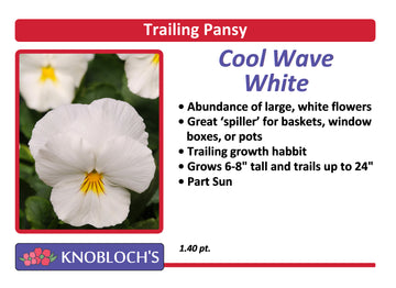 Pansy Trailing - Cool Wave White