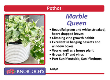 Pothos - Marble Queen