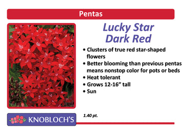 Pentas - Lucky Star Dark Red