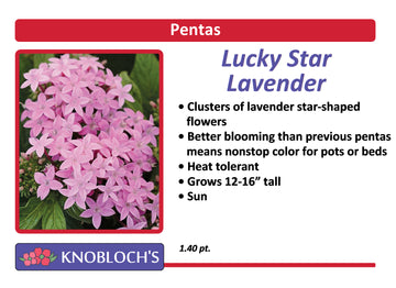 Pentas - Lucky Star Lavender