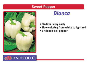 Pepper - Bianca (Ivory)