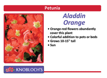 Petunia Traditional - Aladdin Orange (3 pk)
