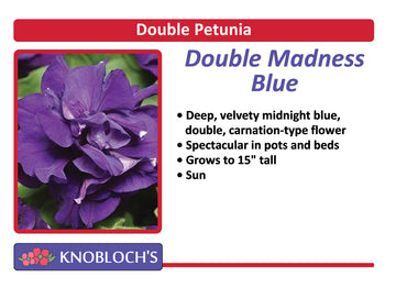 Petunia - Double Madness Blue