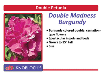 Petunia - Double Madness Burgundy