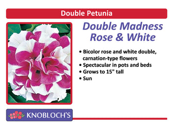 Petunia - Double Madness Rose & White