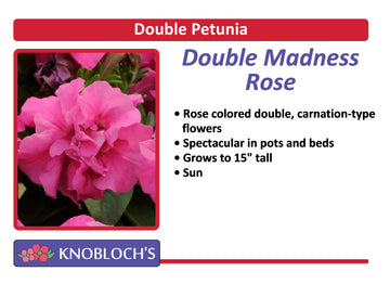 Petunia - Double Madness Rose