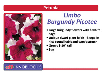Petunia - Limbo Burgundy Picotee