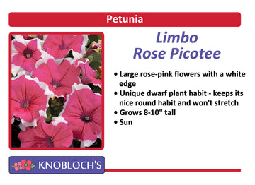 Petunia - Limbo Rose Picotee