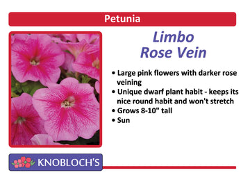 Petunia - Limbo Rose Vein