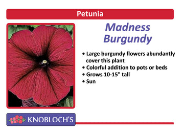 Petunia - Madness Burgundy