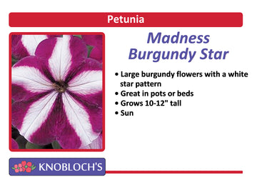 Petunia Traditional - Madness Burgundy Star (3 pk)