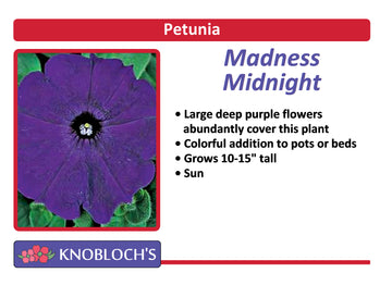 Petunia Traditional - Madness Midnight (3 pk)