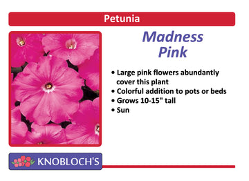 Petunia Traditional - Madness Pink (3 pk)
