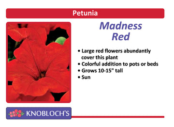 Petunia Traditional - Madness Red (3 pk)