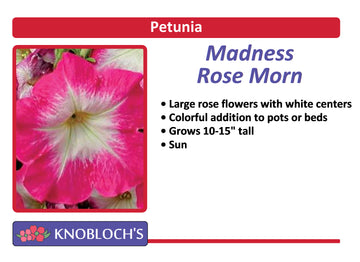 Petunia Traditional - Madness Rose Morn (3 pk)