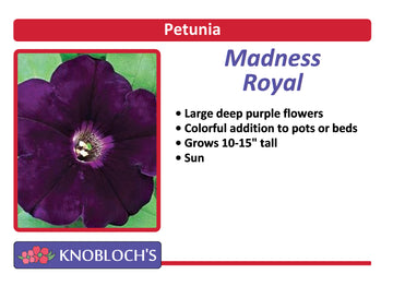 Petunia Traditional - Madness Royal (3 pk)