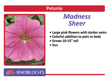 Petunia - Madness Sheer