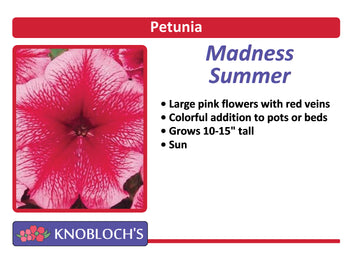 Petunia Traditional - Madness Summer (3 pk)