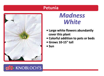 Petunia Traditional - Madness White (3 pk)