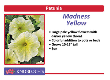 Petunia - Madness Yellow