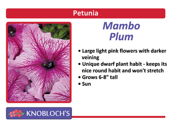 Petunia - Mambo Plum