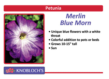 Petunia Traditional - Merlin Blue Morn (3 pk)