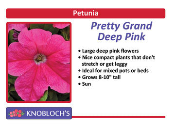 Petunia - Pretty Grand Deep Pink