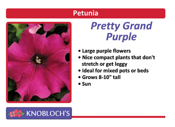 Petunia - Pretty Grand Purple