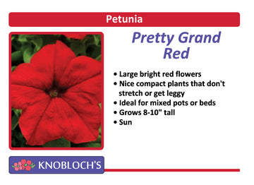 Petunia - Pretty Grand Red