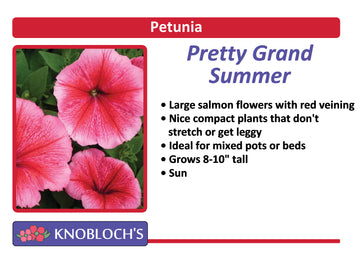 Petunia - Pretty Grand Summer