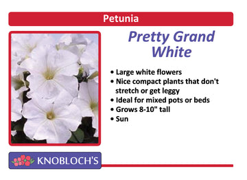 Petunia - Pretty Grand White