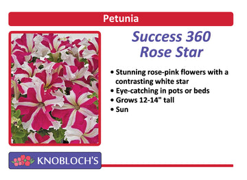Petunia Traditional - Success! 360 Rose Star (3 pk)