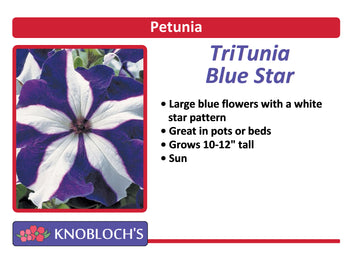 Petunia Traditional - TriTunia Blue Star (3 pk)
