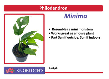 Philodendron - Minima