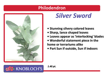 Philodendron - Silver Sword