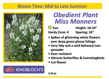 Physostegia - Obedient Plant Miss Manners