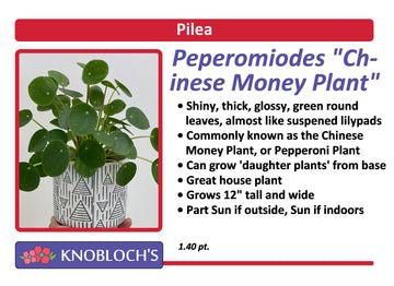 Pilea - Peperomiodes