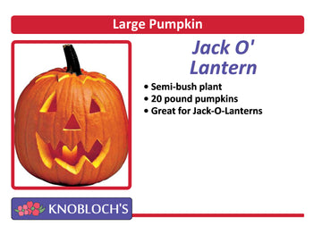 Pumpkin - Jack O' Lantern