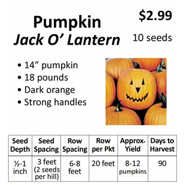 Pumpkin - Jack O' Lantern (seeds)