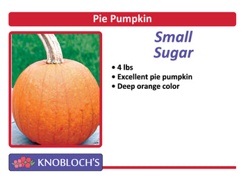 Pumpkin - Small Sugar